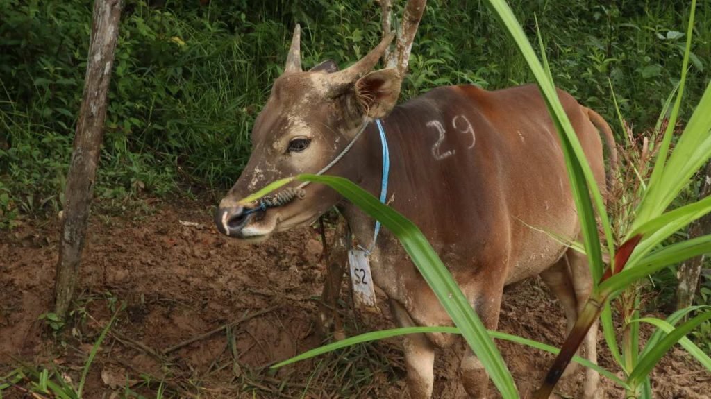 sap qurban